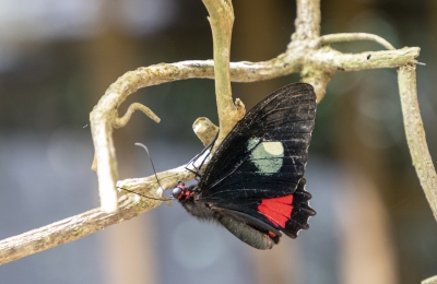 Heart of Cattle Butterfly Feb 2022